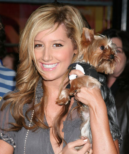 ashley-tisdale-holding-dog.jpg