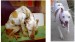 animals-3.jpg